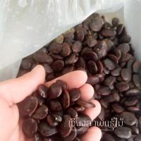 ราคา เมล็ดพันธุ์ มะขามเปรี้ยวยักษ์ 100 บาท 200 เมล็ด !! (6627945818)