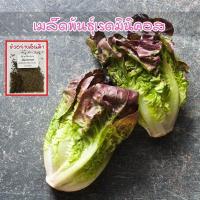 ราคา [10แถม1คละได้ ] เมล็ดพันธุ์ เรดมินิคอส ออแกนิค ผักสลัด ปลูกง่าย โตไว 90-200 เมล็ด มีคู่มือการปลูก (24526938111)