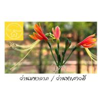 ราคา ว่านมหาลาภ ว่านหงสาวดี ปลูกเสริมสิริมงคล (11944741301)