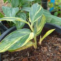 ราคา ข่าด่างเหลือง ไม้ด่างหายาก #ข่าด่างเหลือง (7094847892)