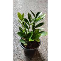 ราคา กวักมรกตเขียวกระถาง6นิ้ว (43902984066)