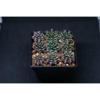 ราคา ยิมโนเชื้อด่าง ลุ้นด่าง ต้นเขียวต้นม่วง (8464196121)