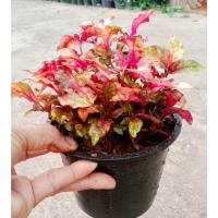 ราคา มณีล้อมเพรชกระถาง5นิ้ว ไม้มงคลสีสวย (23201714457)