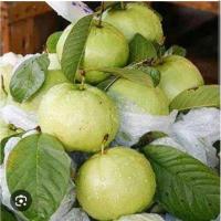 ราคา ฝรั่งกิมจูเก็บสดบรรจุ 1000 กรัม (26981363738)