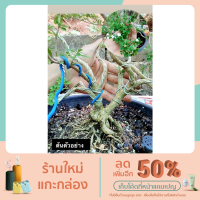 ราคา ต้นข้าวตอกพระร่วง(วัตถุดิบทำบอนไซ)ส่งพร้อมกระถาง4นิ้ว (12538854993)