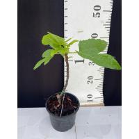 ราคา มะเดื่อฝรั่ง Fig พันธุ์ Teirvy (19101643565)