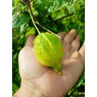 ราคา เมล็ดพันธุ์ผักไห่ ผักแมะ 10 เมล็ด (โปรดพิจารณาก่อนตัดสินใจ) (42307698582)