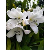 ราคา ดอกว่านมหาบัวขายหอมมาก1 หัวพันดอกไม้โบราณหายาก (21587578543)