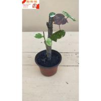 ราคา ต้นโพธิ์เจ็ดสี ต้นไม้มงคล ต้นไม้ โพธิ์เจ็ดสี โพธิ์สามสี โพธิ์ด่าง ต้นโพธิ์7สี ไม้มงคล ต้นโพธิ์ทะเลด่าง (15815710921)