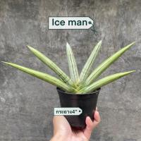 ราคา ต้นลิ้นมังกร Sansevieria Ice man (45050961704)