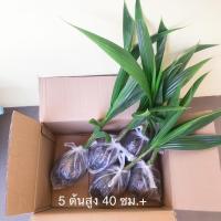 ราคา ชุดละ5ต้น ยาว40ซม.+ พันธุ์มะพร้าวน้ำหอมบ้านแพ้วแท้100%ต้นเตี้ย ตูดจีบ น้ำหอม ลูกดก (8073855535)