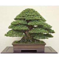 ราคา เมล็ด ใหม่็ด 25 ใหม่ ใหม่็ด สนดำญี่ปุ่น สนญี่ปุ่น บอนไซ JAPANESE BLACK PINE SEEDS อัตราการใหม่ 80-85% ใหม่ เพาะ (21878958629)