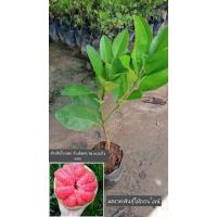 ราคา ต้นส้มโอแดงทับทิมสยาม แบบกิ่งตอน (11654491681)