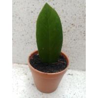 ราคา กวักมรกตเขียว ใบกวักมรกต 2" (9649271731)