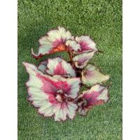 ราคา ต้นบีโกเนียRex 'Jurassic Jr. Arctic Twist' [Begonia Rex 'Jurassic Jr. Arctic Twist' ] ไม้ในกระถาง3" (25914703202)