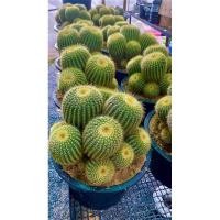 ราคา กรีบมะเฟืองฟอร์มกอ กระบองทองกอ โนโตกอใหญ่ (25164131752)