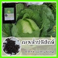 ราคา พร้อมส่ง ❗ รหัส 055 เมล็ดพันธุ์แท้ OP แท้ 100 % กะหล่ำปลียักษ์ ปลูกคล้าย กะหล่ำปลีปกติ - Giant Russian Cabbage (7979052573)