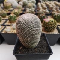ราคา ขาย Mammillaria perbella (แมมนกฮูก) (3412490762)