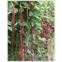 ราคา （คุณภาพสูง เมล็ด）เมล็ดพันธุ์ เมล็ดถั่วฝักยาว ถั่วฝักยาวสีม่วง ถั่วฝักยาวสีแดง 50 เมล็ด [10 แถม 1 คละ/เมล็ด ผัก ปลูก สวนค (16786987802)