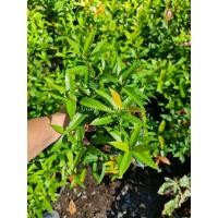 ราคา ต้นคริสติน่า☘☘☘สวยๆคุณลูกค้า (3488941829)