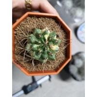 ราคา C27​ แคคตัส​ ยิมโนคาลิเซียมไม้ด่างหัวสี​ GYMNO​ CALYCIUM​ CACTUS (8061869899)