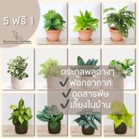ราคา ต้นไม้ฟอกอากาศ กระถาง 3 นิ้ว พลูด่าง พลูทอง พลูฉลุ พลูงาช้าง พลูราชินีหินอ่อน พลูปีกนก พลูหัวใจแนบ พลูใบเงิน (22742270205)