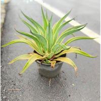 ราคา ต้นอากาเว่ปากนกแก้ว กระถาง 10 นิ้ว ไม้ประดับ (28113325510)