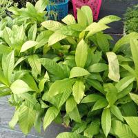 ราคา จิกเศรษฐี ดอกสีแดงระย้า ชุดละ2ต้น ไม้มงคล (20747442266)