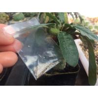 ราคา เมล็ดมะพร้าวทะเลทราย (1710370324)