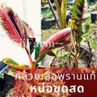 ราคา 1 หน่อ กล้วยเสือพราน กล้วยป่า กล้วยด่างเลือด ลายเสือพราน เป็นหน่อขุดสด พร้อมลงปลูก มีให้เลือก 3ขนาด 3ราคา มีสินค้าพร้อมส (12228339869)