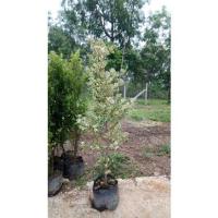 ราคา ต้นสาริกาเรียกทรัพย์ สาริกาลิ้นทองด่าง หัวใจเศรษฐี สูง 145-160 ซม. (3237776548)