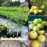 ราคา มะขามป้อมยักษ์อินเดีย(ชุด4ต้น80บาท)ลูกใหญ่ ลูกดก รสชาติเปรี้ยว อมฝาด ทำให้ชุ่มคอ ปลูกง่าย ดูแลง่าย (25086524107)