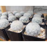 ราคา แมม ขนนกขาว คละสีดอก แคคตัส แมมมิลลาเรีย ขนนกขาว Mammillaria Plumosa (8873310197)