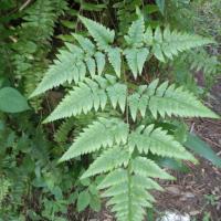 ราคา เฟิร์นนาคราช 1 กิโลกรัม (19064540103)