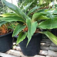 ราคา ต้นเศรษฐีก้านทอง 11นิ้ว (2286759660)