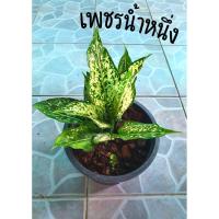 ราคา ต้นเพชรน้ำหนึ่ง ไม้มงคล ขนาดกระถาง 7 นิ้ว (11104231513)