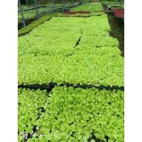 ราคา ต้นกล้าผักสวนครัวต้นกล้าพริก ต้นกล้ามะเขือ ต้นกล้าผักปลูกง่าย 20ต้น (25034725314)