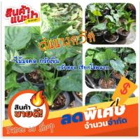 ราคา [Sale ของดีบอกต่อ]ต้นนางกวัก #ไม้มงคล กวักเงินกวักทอง เรียกโชคลาภ จัดส่งพร้อมกระถาง 6 นิ้ว (1 ต้น/แพ็ค) (3786160897)