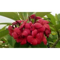 ราคา ต้นลีลาวดีสีแดง แดงนันทรัตน์ (20678103280)