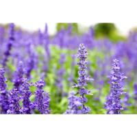 ราคา ต้นพันธุ์ บลูซัลเวีย ถุงดำพร้อมปลูก 29 บาท ( Blue Salvia) ดอกไม้แห่งความคิดถึง ตระกูลเดียวกับลาเวนเดอร์ (27324812990)
