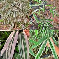 ราคา ไผ่บ๊ะจ่างด่าง ไผ่บ๊ะจ่าง ใบใหญ่ ใบด่าง ไผ่ด่าง ไผ่ประดับ ไผ่สวยงาม ไผ่มงคล กิ่งชำ แข็งแรงพร้อมปลูก (40768633108)