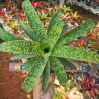 ราคา สับปะรด​สี Vriesea​ Smudge​ Grub​ ไม้ประดับ Bromeliad​ Vriesea​ (15645946324)