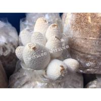 ราคา ก้อนเชื้อเห็ดโคนน้อย 1 ชุด 10ก้อนมีคู่มือการปลูก (4333122605)