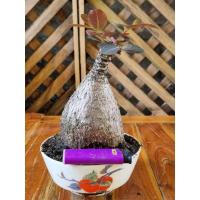 ราคา มะยมเงินมะยมทองไม้มงคลขายพร้อมกระถางค่ะ (3433167304)