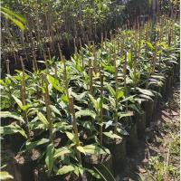 ราคา ต้นกันเกรา สูง 30 ซม. (5328423852)