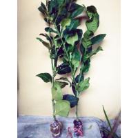 ราคา กิ่งพันธุ์มะนาวยักษ์ จากโครงการชั่งหัวมัน (1372147726)