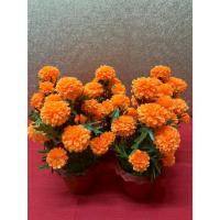 ราคา ดาวเรืองกระถาง ประดับบ้าน สวน หิ้งพระ ดาวเรืองปลอม กระถาง ดาวเรือง ดอกดาวเรือง (43404524926)