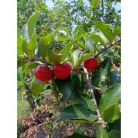 ราคา ต้นเชอรี่ไทย​ กิ่งตอน​ ต้นละ​50​บาท​ พร้อมส่งจ้า (18724825318)