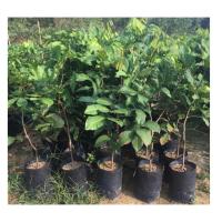 ราคา ขาย ต้นเงาะโรงเรียนแท้ กิ่งเสียบยอด/ติดตา 1ถุงดำต้นแข็งแรง เสียหายเคลมฟรีค่ะราคาถูก (2638413421)