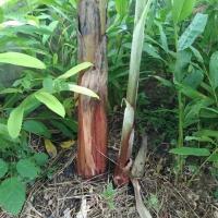 ราคา หน่อกล้วยนางพญา/หน่อละ50฿ (13135540478)